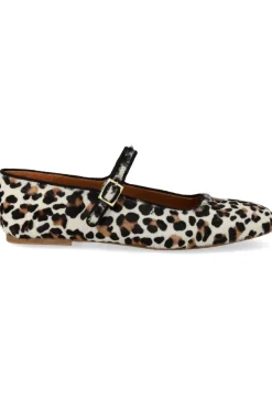 Angulus 1704-101< Ballerinaer