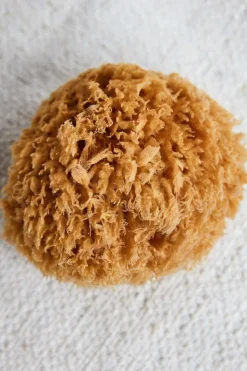 Sponge Bahamas*Meraki Online